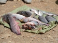 Homa-Bay_0016