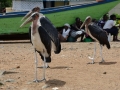 Homa-Bay_0018