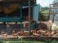 SchefferBoys_0013